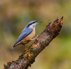 Nuthatch on a Branch