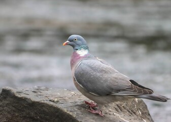 Pigeon on Rock with Blurred Water Background