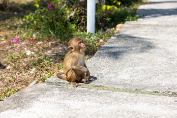 Macaque monkey in the park on Monkey Island in Vietnam, Nha Trang. The baby monkey sits on the ground and looks away. Selective focus, close-up. © tasha_lyubina