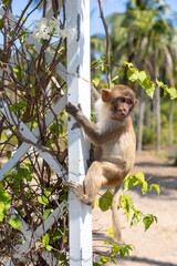 Macaque monkey in the park on Monkey Island in Vietnam, Nha Trang. The baby monkey hangs on a trellis and looks away. Selective focus, close-up.