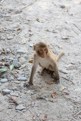 Macaque monkey in the park on Monkey Island in Vietnam, Nha Trang. The baby monkey sits on the ground and looks away. Selective focus, close-up.