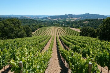 California vineyard rows stretching into valley; wine tourism, background trees