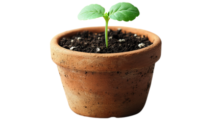 Emergence: A young seedling, symbolizing new beginnings, thrives in a terracotta pot, representing growth and renewal. A testament to the beauty of natural processes and the promise of life.