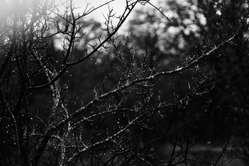 Rainy wet weather with black and white mysterious feel of tree in landscape, black and white scene.