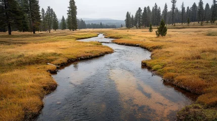 Wall murals Discover the serene beauty of a forest stream winding through a foggy meadow, soft and atmospheric in this captivating landscape photography Experience the tranquility of nature with a winding creek