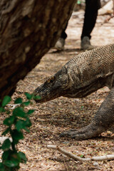 Komodowaran (Varanus komodoensis) in seiner natürlicher Umgebung im Loh Liang Komodo Nationalpark in Indonesien.