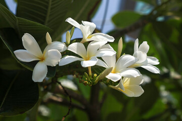 Plumeria is a plant, close-up of flowers, a genus of tropical trees of the family Apocynaceae.