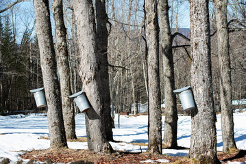End of Winter Sap Buckets on Trees