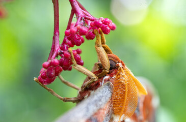 Atlas Moth (Attacus atlas) in tropical nature