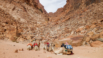 Camels resting with their riders in a rocky desert canyon, surrounded by rugged, arid mountain landscape in Wadi Rum