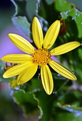 Close up of a yellow Osteospermum moniliferum blossom