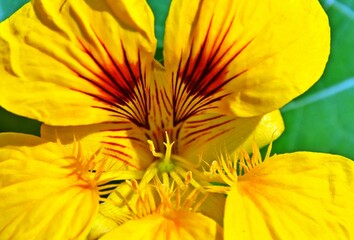 Close up of a yellow Garden Nasturtium blossom