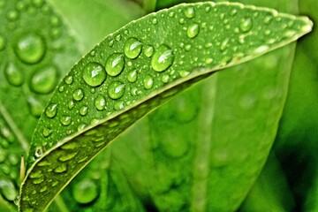 Close up of a green lemon tree leaf with rain drops