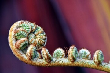 Close up of new tree fern leaves in my garden