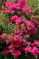 Close up of pink Bougainvillea blossoms in sunlight