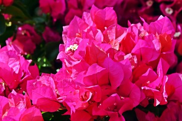 Close up of pink Bougainvillea blossoms in sunlight