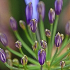 Close up of blue Agapanthus blossoms and buds in my garden
