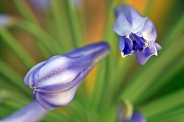 Close up of blue Agapanthus blossoms and buds in my garden