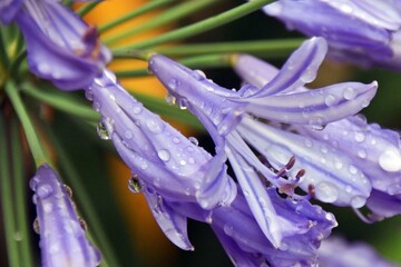 Close up of blue Agapanthus blossoms and buds in my garden
