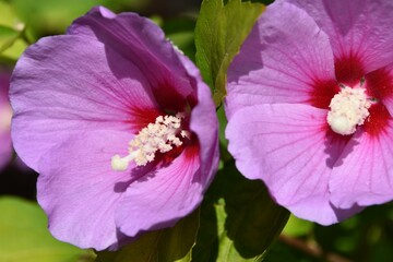 Close up of a Malva blossom in my garden