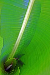 Close up of a green banana tree leaf  in my garden