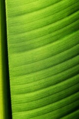 Close up of a green banana tree leaf  in my garden