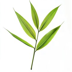 Fototapeta premium Lush Green Bamboo Leaves Branch Isolated on White Background Botanical