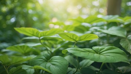 Obraz premium Close-up of vibrant green leaves against a softly blurred background,