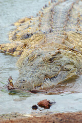 Crocodile with a menacing look in a river of Tsavo East in Kenya