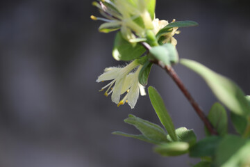 Spring flower buds, Lonicera caerulea - blue honeysuckle