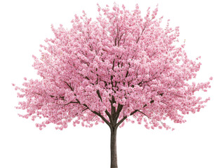 Obraz premium Cherry blossom tree in full bloom during spring season on a transparent background, cut out