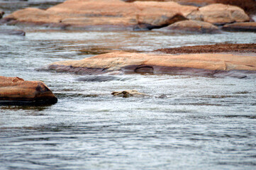 Close-up on the eye of the crocodile emerging menacingly in the water of a river in the Tsavo East national park in Africa