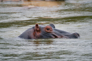 Hippopotamus head sticking out of the water in a river in Tsavo East, Kenya