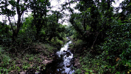 Serene Creek in Lush Forest