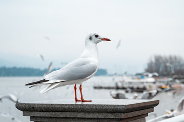A seagull on a lakeside fence