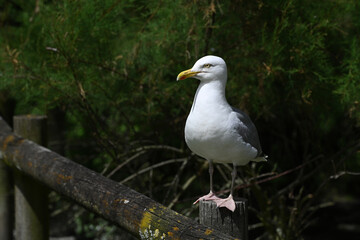 close-up of a seagull perched on a wooden fence