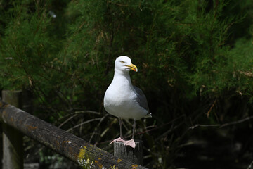 close-up of a seagull perched on a wooden fence
