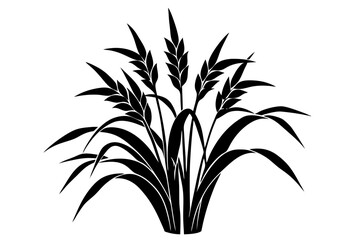 bamboo plant isolated on white