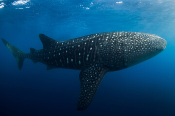 Naklejka premium Whale shark in blue ocean. Giant whale shark swimming underwater in tropical waters