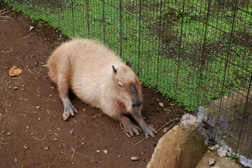 capybara chilling peaceful lying on the ground. capybara resting on the ground at the zoo. the largest South American rodent