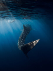 Whale shark tail in ocean. Silhouette of giant shark underwater