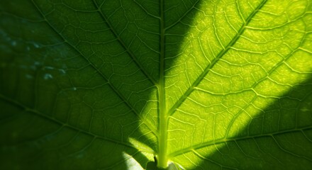 Obraz premium Close-up Macro Photograph of a Vibrant Green Leaf Vein Texture with Sunlight and Shadow Detail