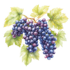 Fototapeta premium Grape Vine Still Life: A vibrant illustration showcases a lush grapevine laden with juicy purple grapes, surrounded by delicate green leaves, perfect for any design needs.
