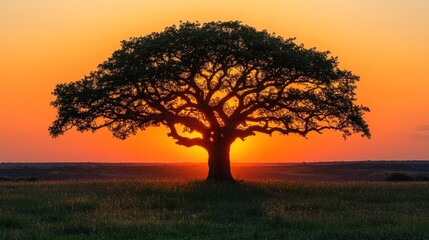 Fototapeta premium Solitary tree silhouetted against a vibrant sunset over a grassy field.