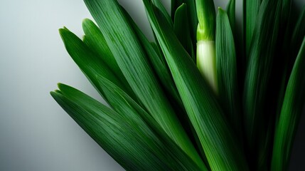 Obraz premium Fresh green leek sprouts on a minimalist backdrop capturing culinary freshness