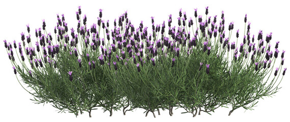 3d render of French lavender bush or lavandula,,isolated over transparent background, PNG cut-out	
