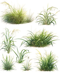 .Illustration of trees, leaves, grass and various botanical elements on a white background.