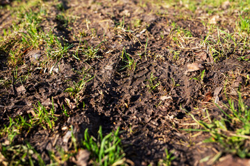 Dirty tire tracks on the grassy ground