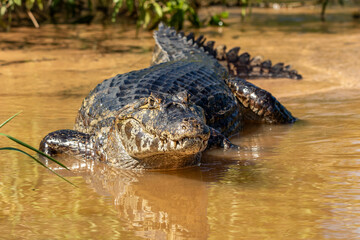 Close up of a Caiman in the Shallows of Cuiaba River in The Pantanal, Brazil
