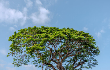 tree and sky